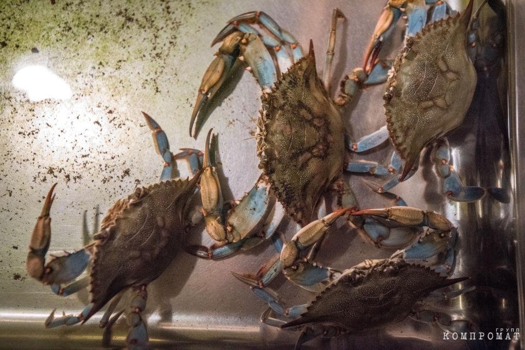 Владычица морская. Как Собчак бьётся за крабовый бизнес на Сахалине