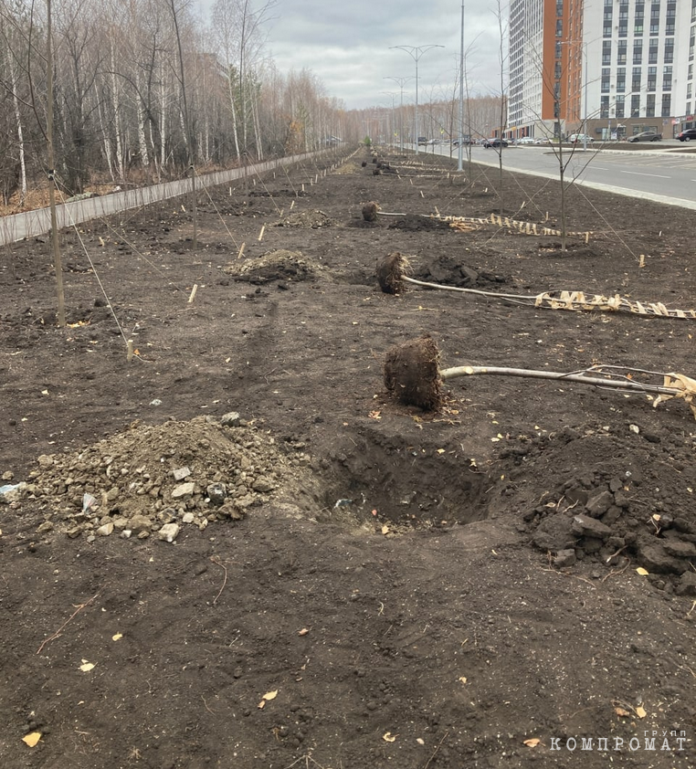 Посадка деревьев в бетон